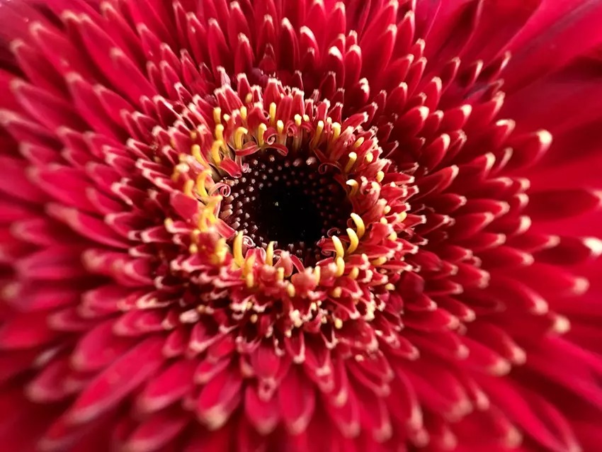 chế độ macro