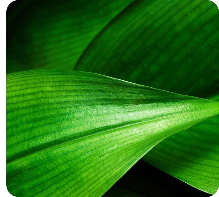 Bắt trọn vẻ đẹp từng chi tiết với camera macro chụp cận cảnh 2MP