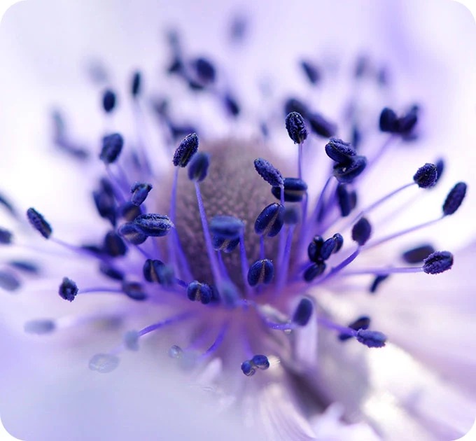 Camera macro thu trọn từng chi tiết nhỏ nhất