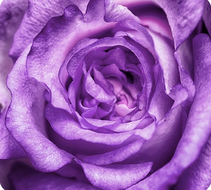 Camera Macro thu trọn từng chi tiết nhỏ nhất