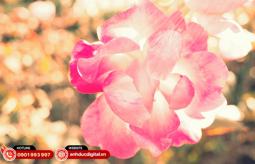 Ricoh GR III HDF lấy nét tự động Hybrid AF