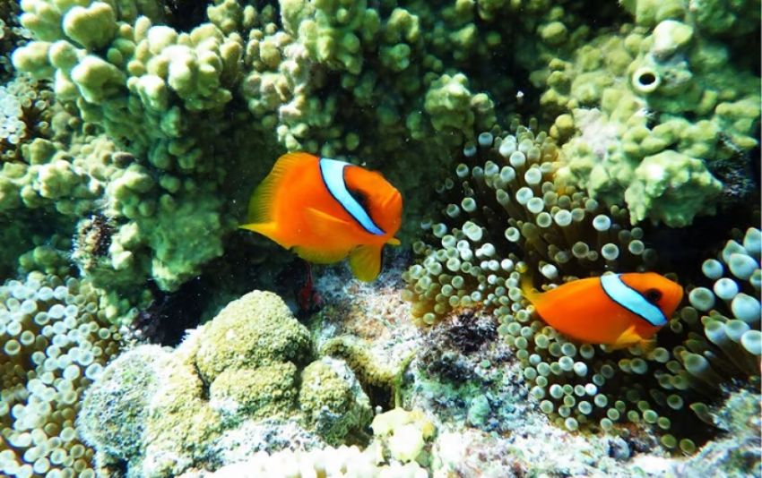 WG-90 quay video Full HD với Movie SR