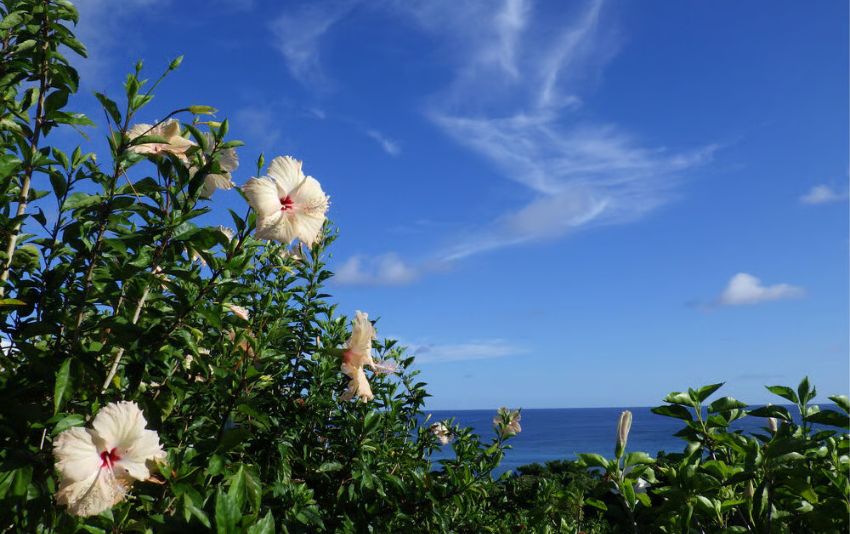 Ricoh Pentax WG-90 với 25 chế độ chụp