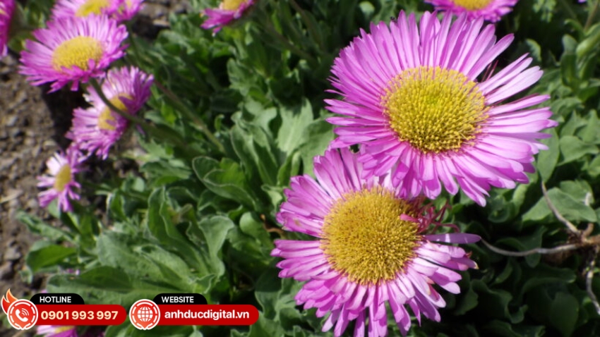 Ricoh WG-6 hỗ trợ quay video ở độ phân giải 4K UHD, ảnh chất lượng cao