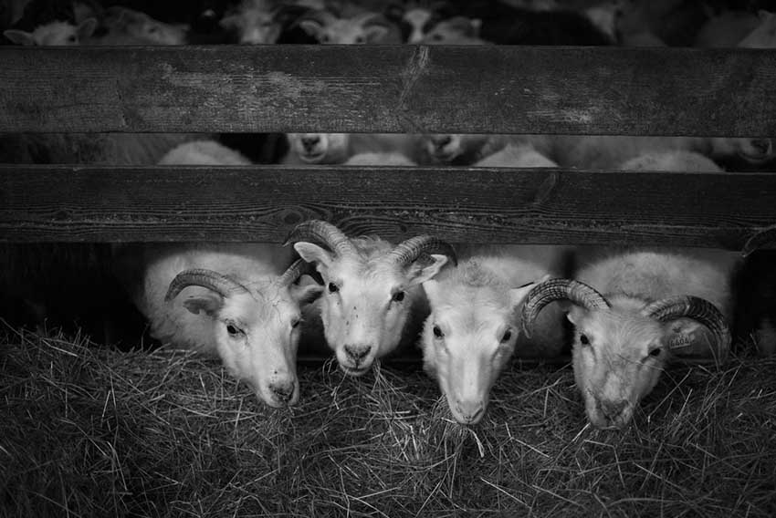 Leica M Monochrom Typ 246 1