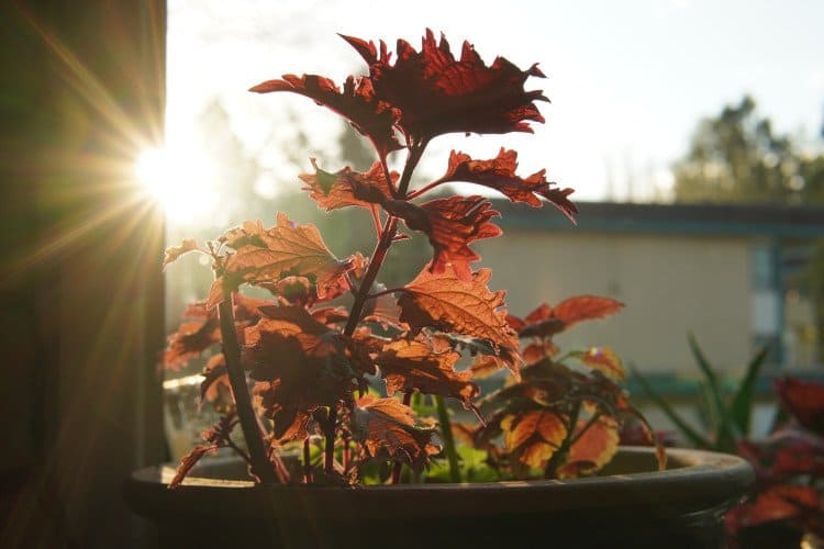 hình ảnh được chụp bởi máy ảnh Sony Alpha A6400