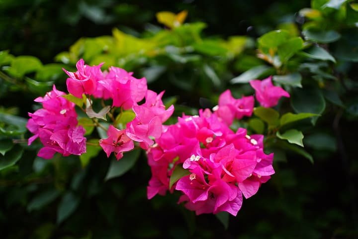 Cảm biến Exmor R CMOS 24.2MP Sony A7C