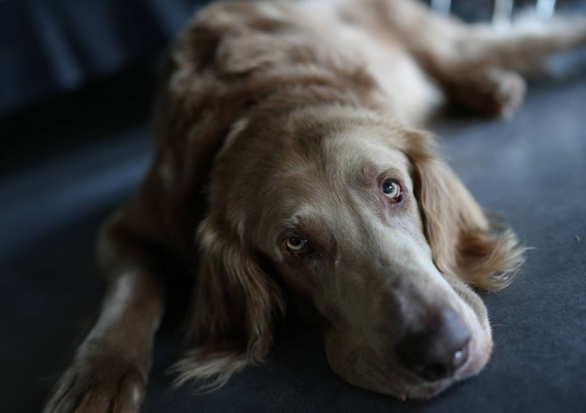 h&igrave;nh ảnh chụp bởi sony a7c II