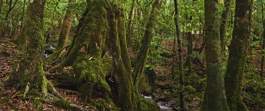 Sony Alpha A7R IVA 3