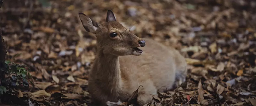 Sony Alpha A7R IVA 9