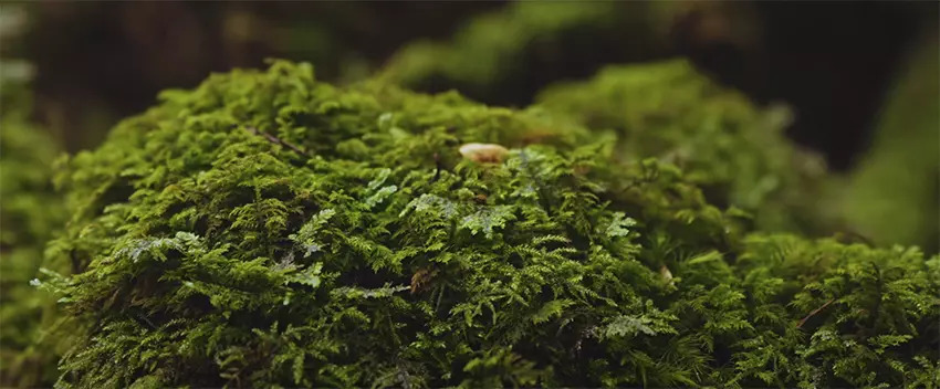 Sony Alpha A7R IVA 8