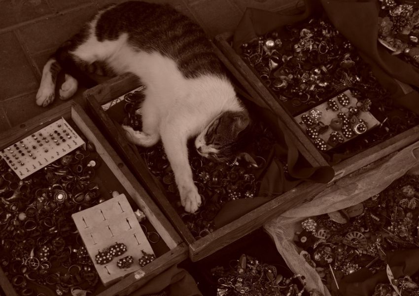 Sony ZV-E10 II bám nét nhanh khi di chuyển