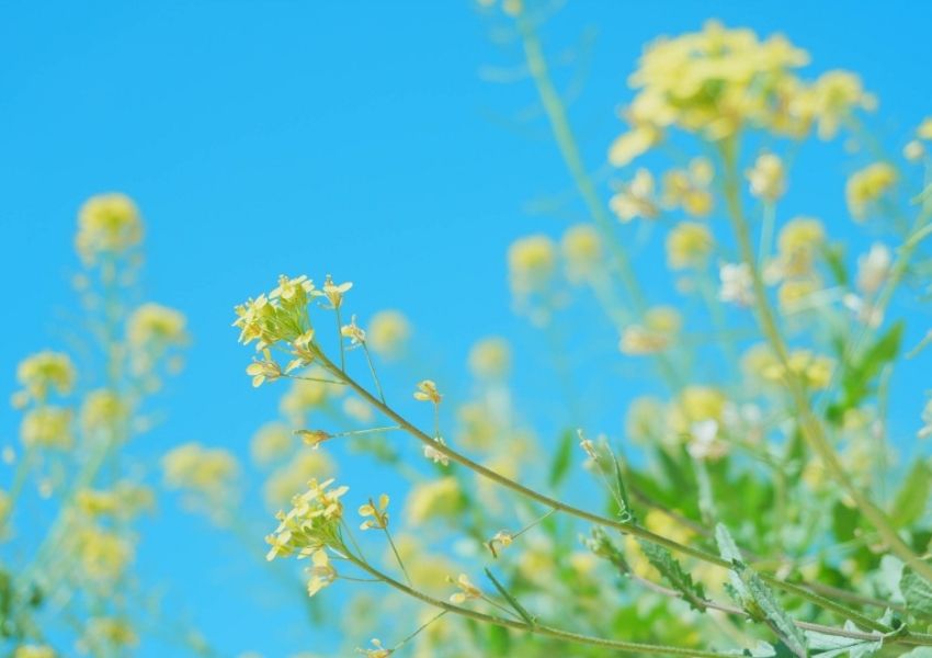 Hình ảnh chụp bởi máy ảnh Sony ZV-E10 Mark II