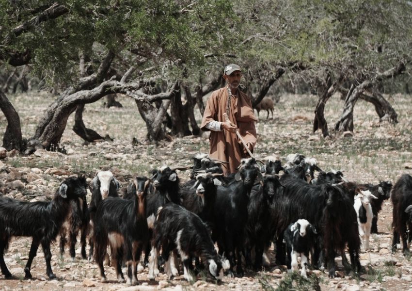 Sony ZV-E10 II quay UHD 4K 60fps