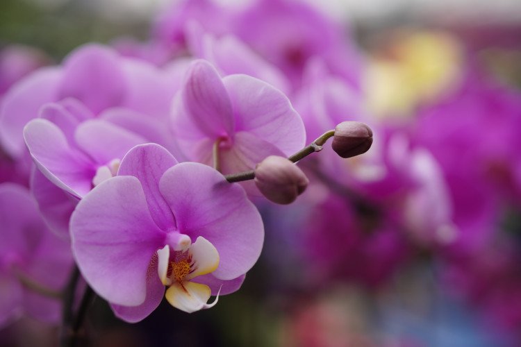 Background Defocus l&agrave;m mờ hậu cảnh