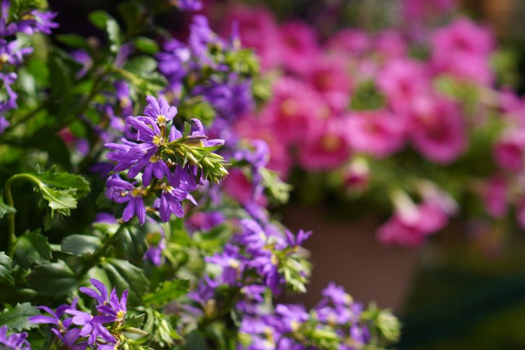 Ảnh chụp từ Sony ZV-E10