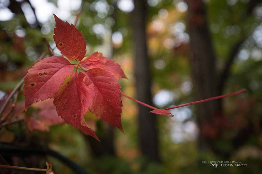 Canon EF 16-35mm f/2.8L III USM 5