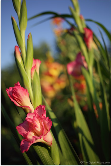 Canon EF 40mm f/2.8 STM 6