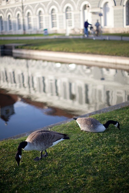 Canon EF 50mm f/1.2 L USM 3