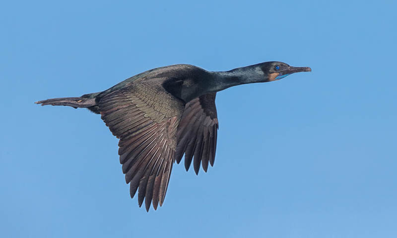 Canon EF 600mm f/4 L IS USM 7