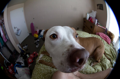 Canon EF 8-15mm F4 L Fisheye USM 6