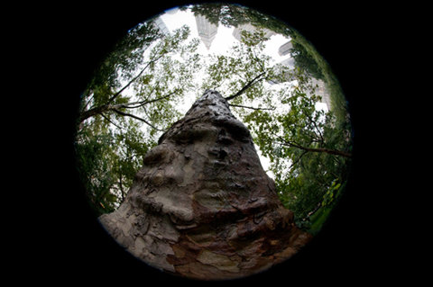 Canon EF 8-15mm F4 L Fisheye USM 11