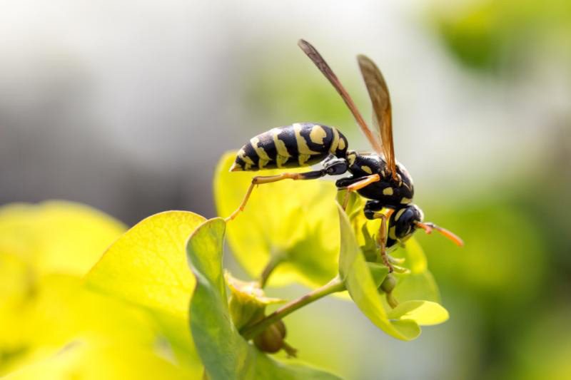 Canon EF-S 60mm f/2.8 Macro USM 4