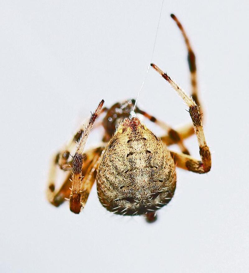 Canon EF-S 60mm f/2.8 Macro USM 5