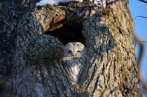 Nikkor 800mm f/5.6E FL ED VR 3