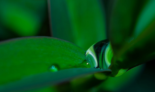 Nikon AF Nikkor 50mm f/1.8D 6