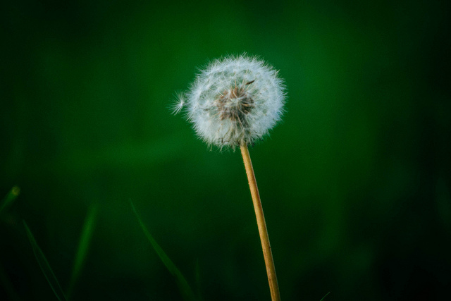 Nikkor 80-200mm f/2.8D ED 4