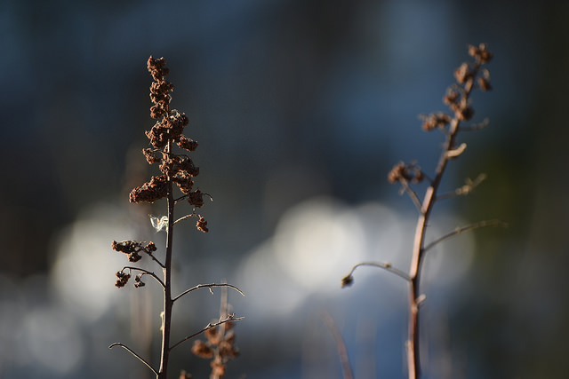 Nikkor 55-200mm f/4-5.6G ED VR II 5