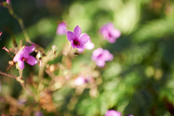 Nikkor AF-S 35mm f/1.4G 4
