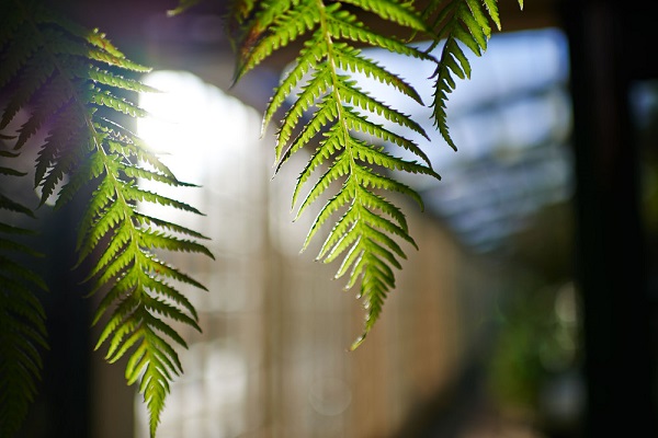 Nikkor AF-S 35mm f/1.4G 5