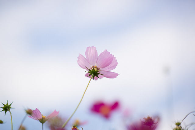 Nikon AF-S Nikkor 85mm f/1.4G 7