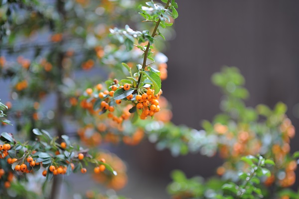 Nikon AF-S Nikkor 85mm f/1.8G 6