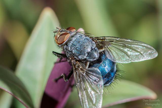 Nikkor 105mm f/2.8G IF-ED 6