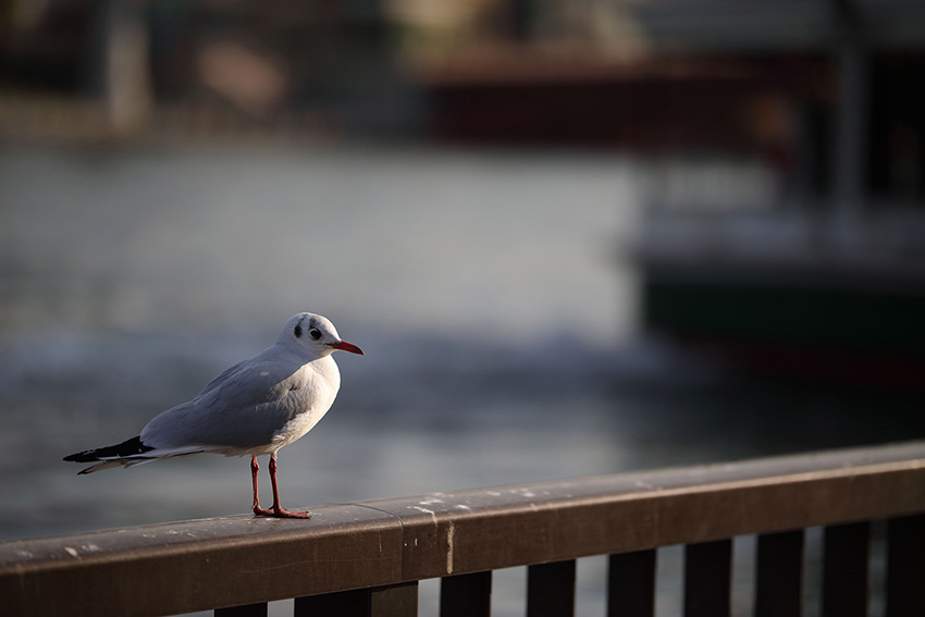 Sigma 105mm f1.4 DG HSM Art 04
