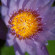 Ống kính Sigma 17-70mm f/2.8-4 DC Macro OS HSM for Sony A (Chính hãng) Ảnh khách hàng 1