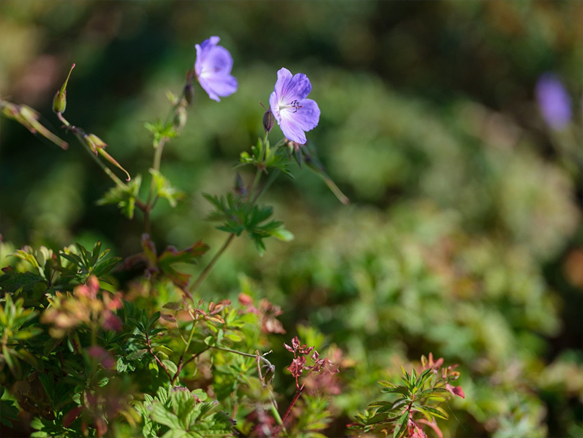 Fujifilm GF 110mm f/2 R LM WR 5