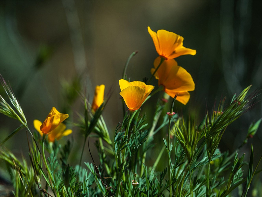 Fujifilm GF 250mm f4 12