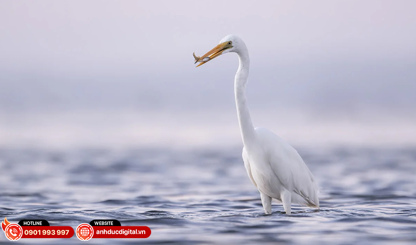 Khả năng chụp xa ấn tượng