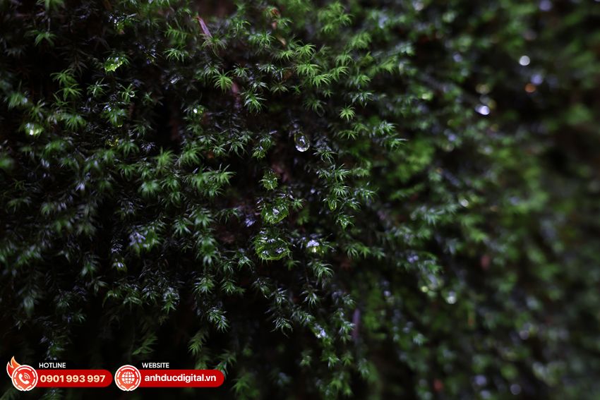 Ảnh chụp sắc nét từ Ống kính Canon RF 16-28mm f/2.8 IS STM