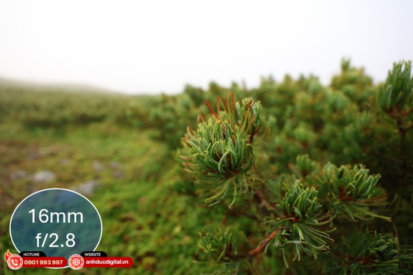Ảnh chụp từ RF 16-28mm f/2.8 dải tiêu cự 16mm