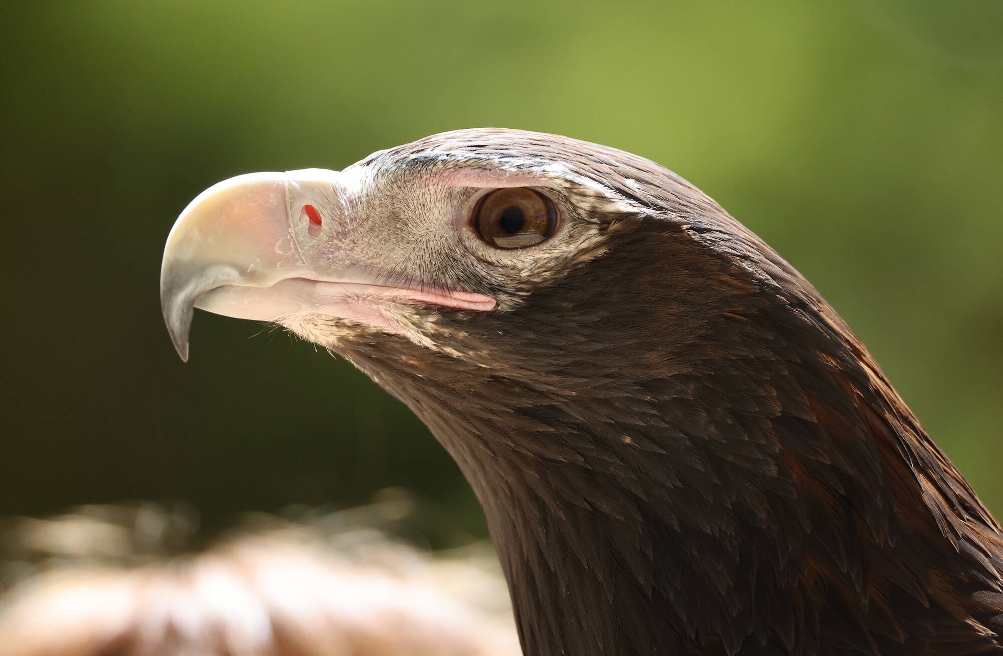 Chống rung quang học