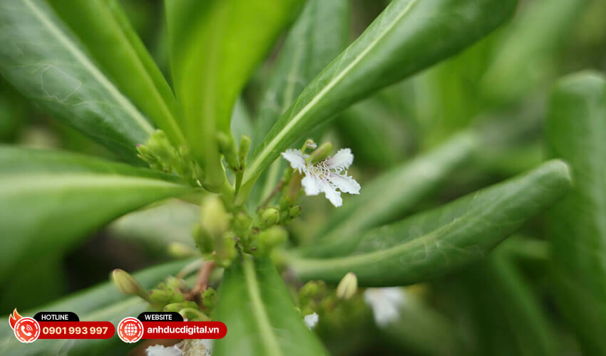 Canon RF 28-70mm f2.8 IS STM 17