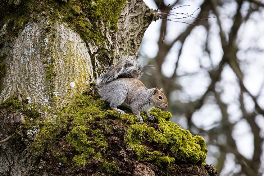 Canon RF 70-200mm f4L IS USM 04-1