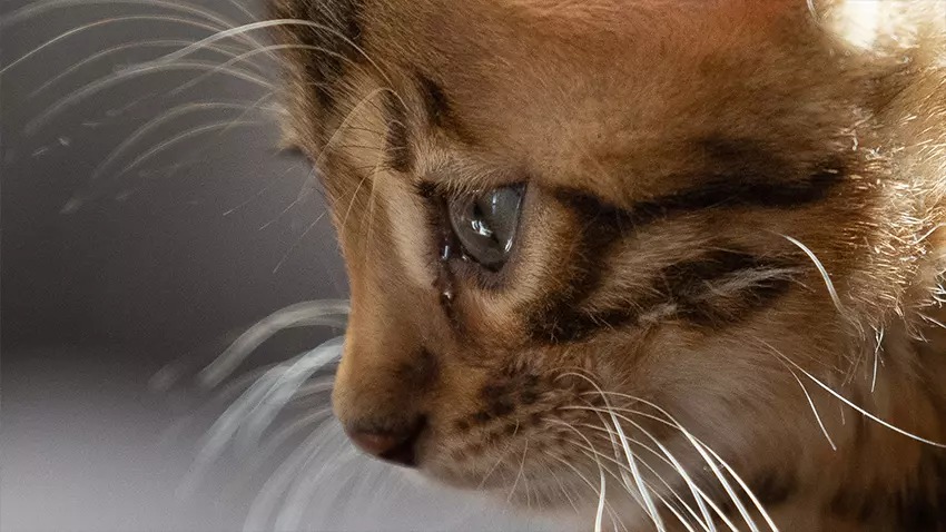 Canon RF 70-200mm f4L IS USM 05-1