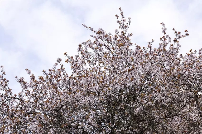 Canon RF 70-200mm f4L IS USM 07