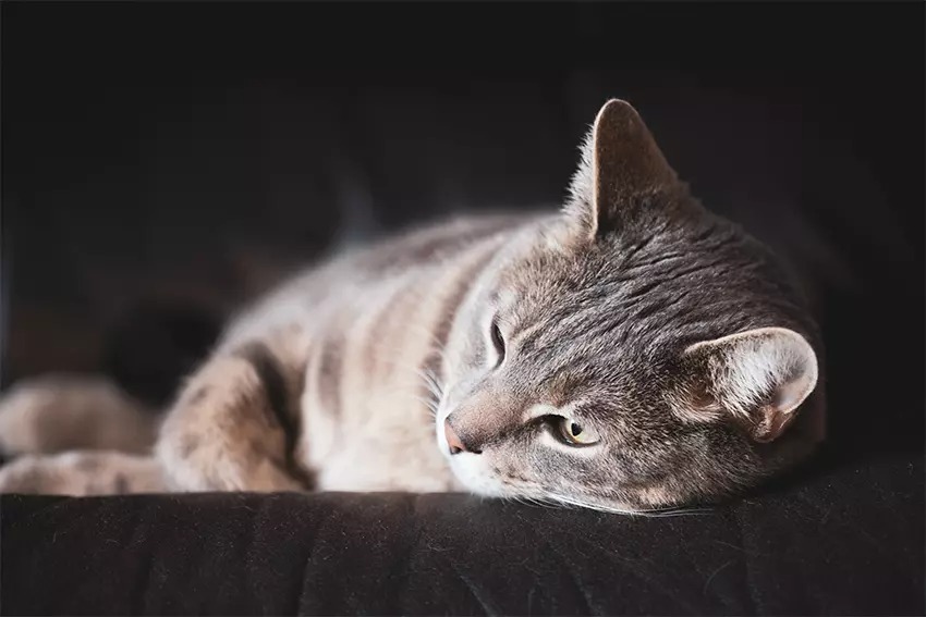 Canon RF 70-200mm f4L IS USM 09